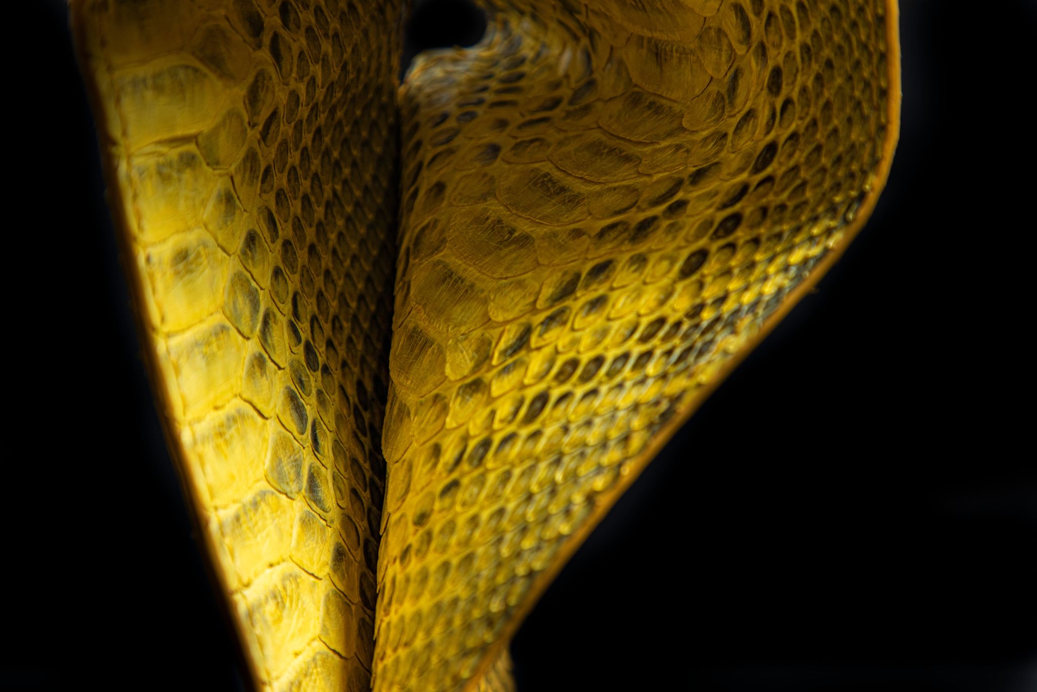 YELLOW PYTHON LEATHER WALLET