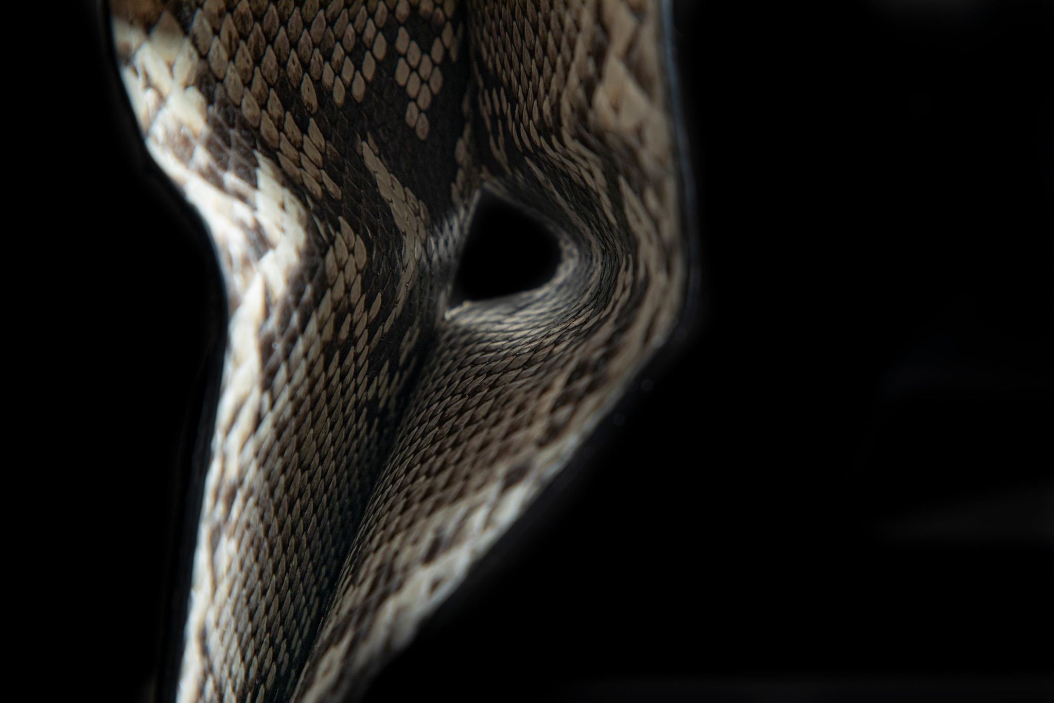 WHITE PYTHON LEATHER WALLET
