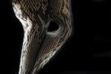 WHITE PYTHON LEATHER WALLET