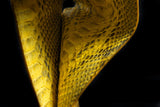 YELLOW PYTHON LEATHER WALLET